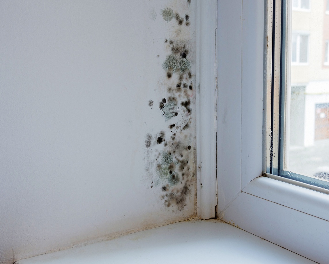 Moldy Areas on Walls, Floors, and Ceilings
